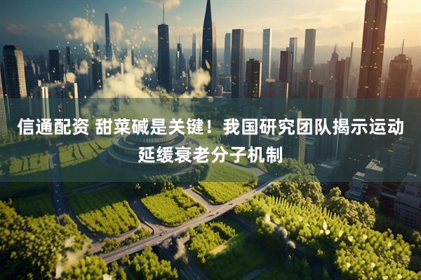 信通配资 甜菜碱是关键！我国研究团队揭示运动延缓衰老分子机制